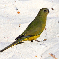 Rock Parrot